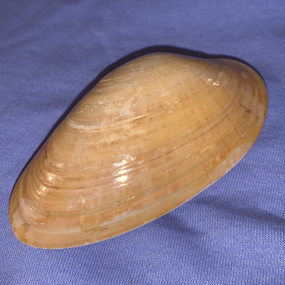 Razor clam shell pair - Picture 4 of 7